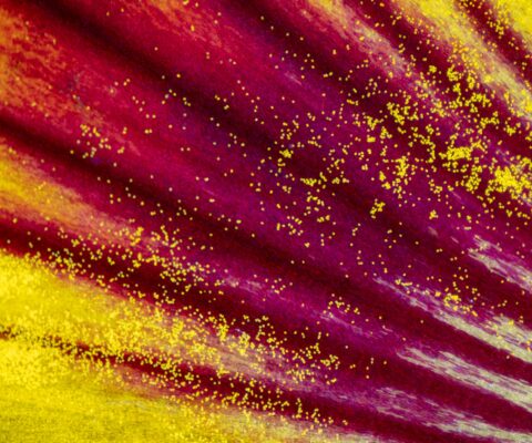 Découvrez le rapport d’activité 2024 de la Fondation